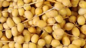 Dates Laddu Magic