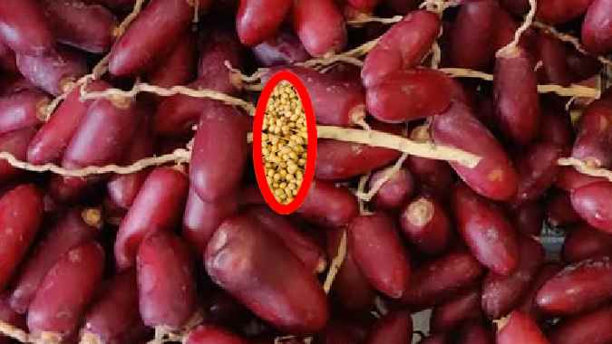 Dates Laddu Magic