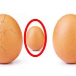 Egg Freezing Guide