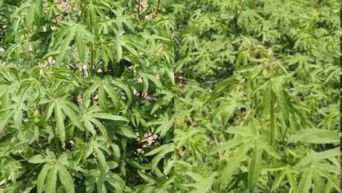 Grow Cotton at Home