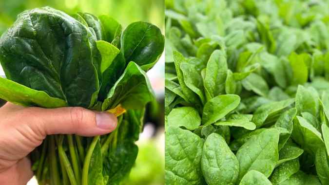 Grow Organic Palak At Home