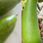 Grow Organic Lauki At Home