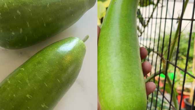 Grow Organic Lauki At Home